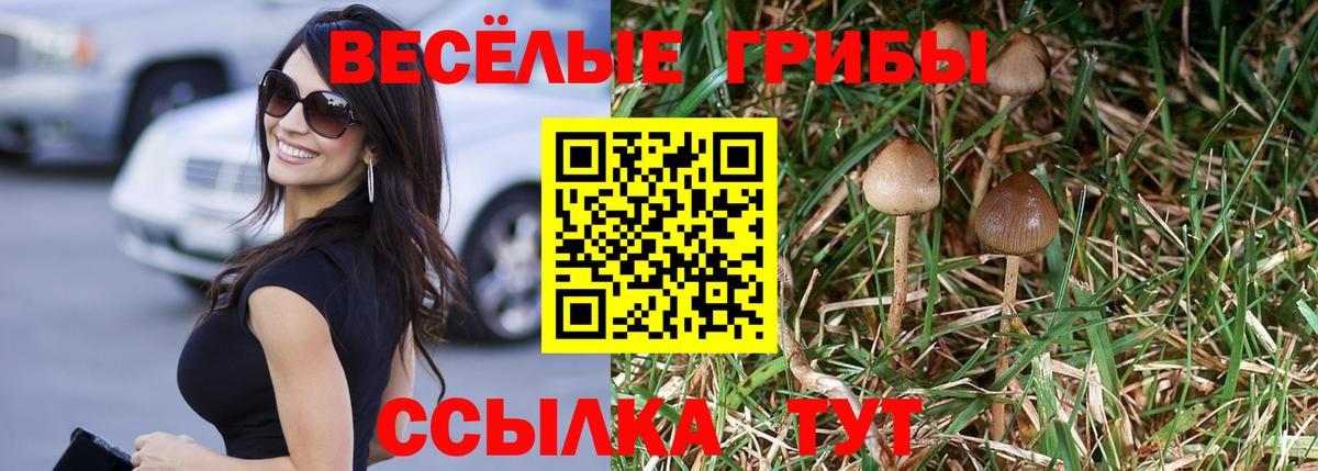 Камышин  Галлюциногенные грибы Psilocybe  цена наркотик  Вход с VPN  Галлюциногенные грибы Cubensis 